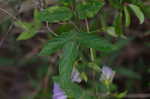 Butterflypea